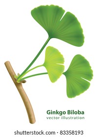 Twig with leaves of ginkgo biloba. Vector isolated illustration on white background.