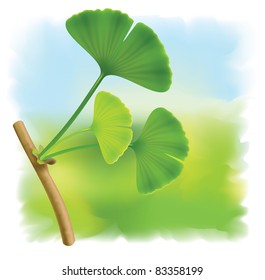 Twig with leaves of ginkgo biloba. Vector illustration on fullcolor background.