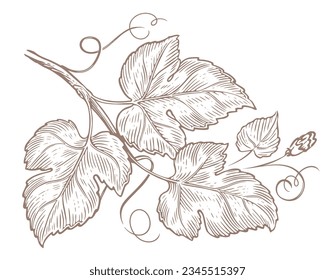 Twig with leaves, hand drawn sketch vintage engraving. Ornamental plant with tendrils and flower. Vector illustration