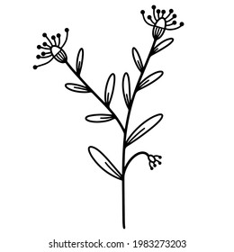 A twig with leaves and inflorescences. Vector icon isolated on white. Hand-drawn branch. Wild flowers, black doodle. Silhouette of a plant with seeds, lines of stamens