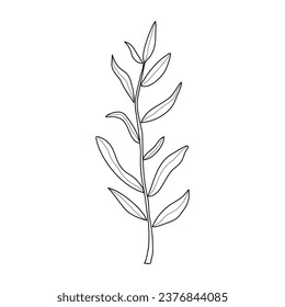 Twig with leaves on white background. Vector illustration of a hand drawn plant