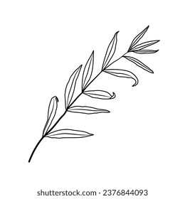 Twig with leaves on white background. Vector illustration of a hand drawn plant