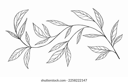 twig with leaves sketch. floral decoration hand drawn. natural element for decoration.