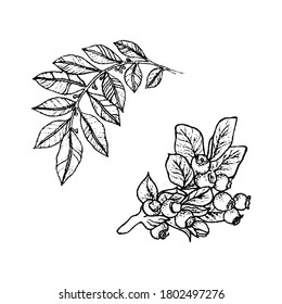 Twig with leaves and a sprig of blueberries, vector illustration of branches of plants and berries ink hand drawing isolated sketch on white background 