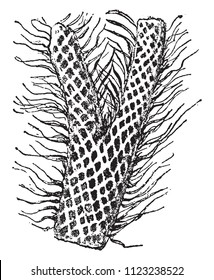 Twig von Lepidodendron elegans, vintage gravierte Illustration. Von natürlichen Schöpfungen und lebendigen Beinen.