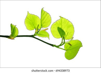Twig of lime tree, isolated on white, vector illustration