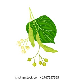 Twig of Linden or Tilia Cordata Blossom with Small Yellow Flower Clusters and Fruit Drupe Vector Illustration