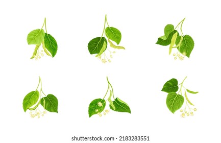 Twig of Linden or Tilia Cordata Blossom with Small Yellow Flower Clusters and Drupe Vector Set