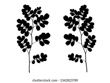 Twig with many rounded leaves isolated on white - Vector