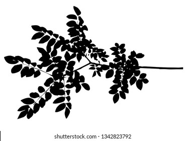 Twig with many rounded leaves isolated on white - Vector