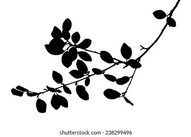 Twig with many rounded leaves isolated on white