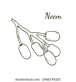 
Twig of neem with fruits. Cosmetics and medical plant. Hand drawn botanical illustration, isolated on white
