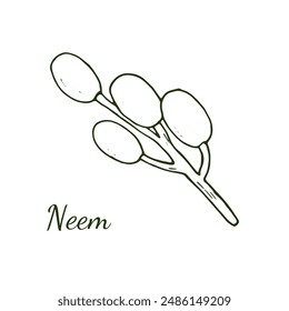 Twig of neem with fruits. Hand drawn botanical illustration, isolated on white