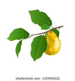 Twig of pears with yellow ripe pear and leaves on white autumn background watercolor vitage vector  illustration editable hand draw