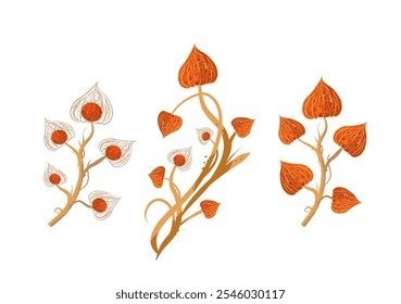 Twig with physalis flowers, winter red flowers, decorative floral element