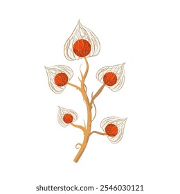 Twig with physalis flowers, winter red flowers, decorative floral element