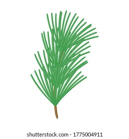 Twig pine isolated cartoon icon. Vector illustration spruce twig pine on white background. Vector cartoon illustration icon tree conifer.