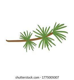 Twig pine isolated cartoon icon. Vector illustration spruce twig pine on white background. Vector cartoon illustration icon tree conifer.