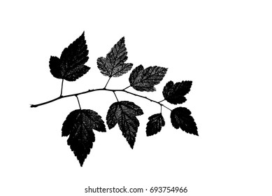 Twig with pointed leaves isolated on white, vector illustration 

