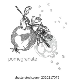 Twig with pomegranate and flower. Stylized linear berry on a white background.