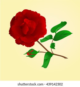 Twig Purple Rose and bud  vintage vector illustration