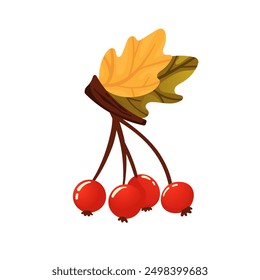 Twig with red berries on a white background. Holly tree, mistletoe or ilex berries on a branch. Isolated illustration of viburnum on white background. Autumn cards, banners. Branch with berries.