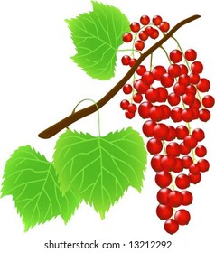 Twig of red currant berry (vector illustration)