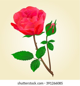 Twig Red rose stem with leaves and bud vector illustration