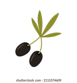 A twig with ripe olives, black fruits of the oil tree and green leaves. The vector illustration is isolated. Clipart for design, decor