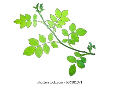 Twig of rose isolated on white, vector illustration
