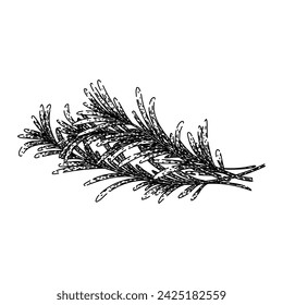 twig rosemary hand drawn. top branch, food plant, green fresh twig rosemary vector sketch. isolated black illustration