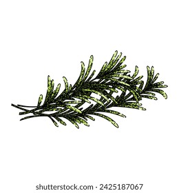 twig rosemary hand drawn. top branch, food plant, green fresh twig rosemary vector sketch. isolated color illustration