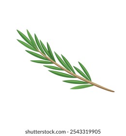 
Rosmarinzweig, einzelne flache Vektorgrafik auf weißem Hintergrund.