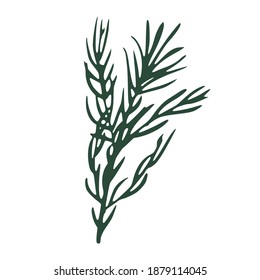 Twig rosemary isolated on white background. Sketch botanical hand drawn. Doodle vector illustration.