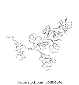 twig sakura blossoms. Vector illustration. Black outline