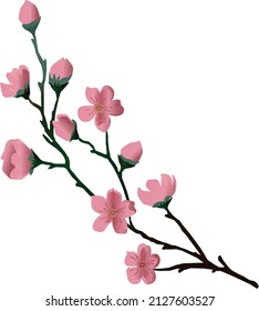 
Rama sakura con flores rosas. Imagen vectorial, colores suaves. Ilustración de primavera
