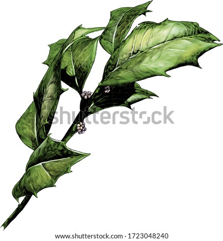 twig with sharp leaves, sketch vector graphics color illustration on a white background