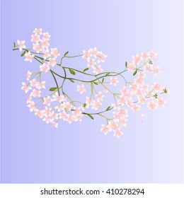 Twig with small flowers nature background vector illustration 