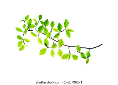 Twig with small rounded leaves isolated on white vector illustration 