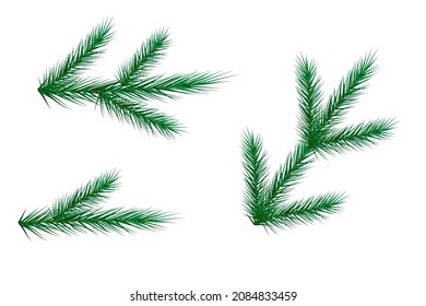 Twig of spruce. Botanic element. Realistic design. Tree branch. Green silhouette. Vector illustration. Stock image.
