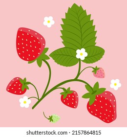 Twig of strawberry on a pink background. Berries, strawberry flowers and leaves