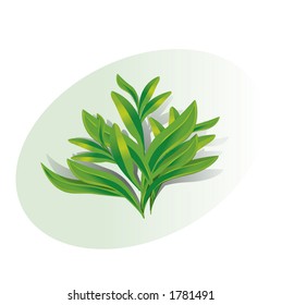 Twig Of Tarragon (Fully Editable Vector Image)