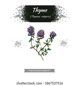 Twig of thyme with leaves and flowers.