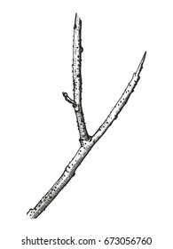Twig from a tree. Sketch vector illustration