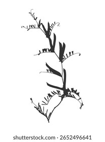 Galho da planta Vicia cracca, ou ervilha-de-rato. Erva com vagem e folhas. Impressão isolada em preto e branco. Ilustração vetorial