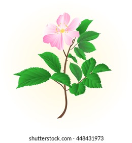 Twig wild rose leaves and flowers vector illustration