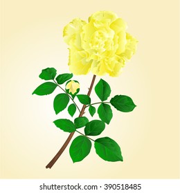 Twig yellow rose stem with leaves and bud vector illustration