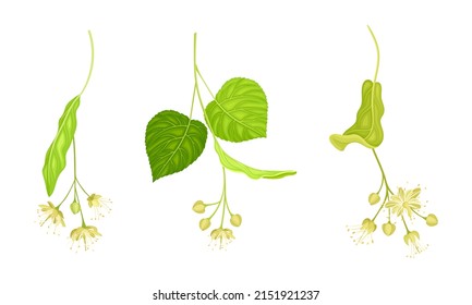 Twigs of blooming linden with green leaves and white flowers set vector illustration