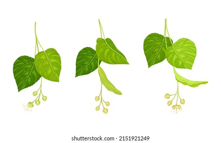 Twigs of blooming linden. Tilia europaea branches with white flowers vector illustration