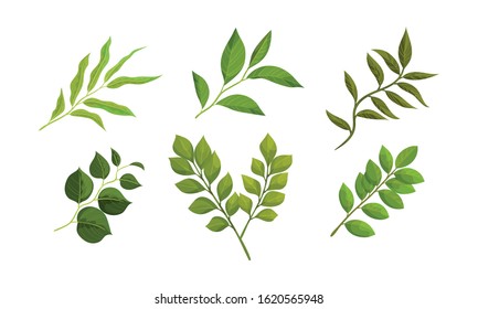 Twigs and Branches with Green Leaves Vector Set